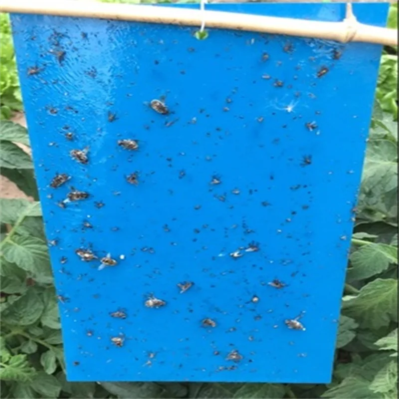 Anti pest blue sticky card