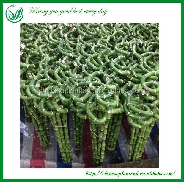 
Dracaena Lucky Bamboo Wholesale 