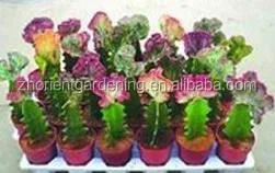 
mini grafted cactus succulent ornamental indoor plants bonsai nursery echinocactus grusonii cereus cacti 