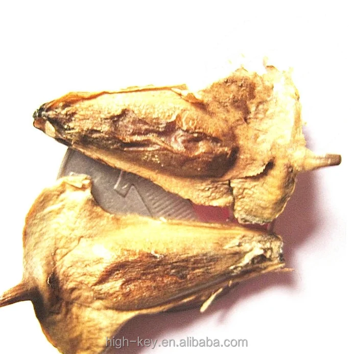 
S301 Wholesale Cheapest High Germination Araucaria Plant 