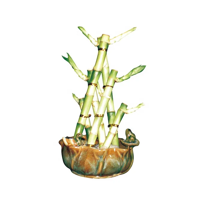 
 В наличии, драценное растение, счастливый бамбук, драцена/счастливый бамбук, бонсай, садовые растения  