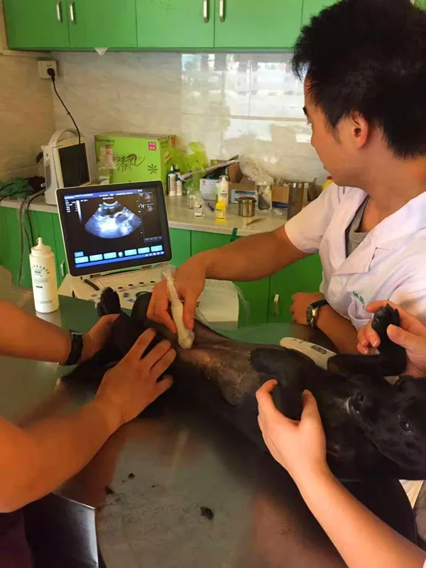 Equine/Cattle/Cow/Horse/Goat//Sheep/Pig/Dog/Cat Portable Veterinary Ultrasound Equipment/Machine/Scanner
