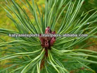 100% Original Quality Natural Pine Sylvestris Oil for Bulk Purchaser