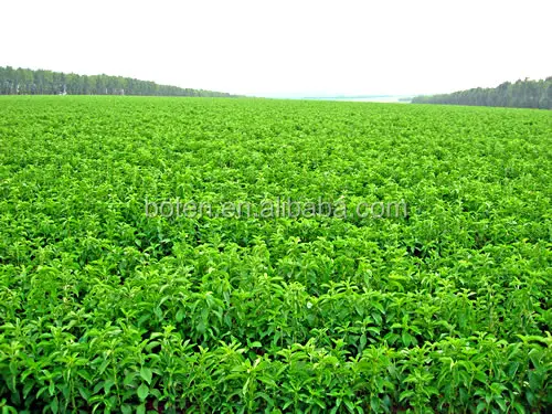 Stevia Rebaudiana stevia dri leaf, stevia dry leaf