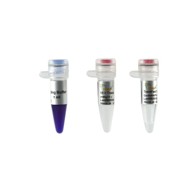 TransFast Taq DNA Polymerase - PCR Enzyme