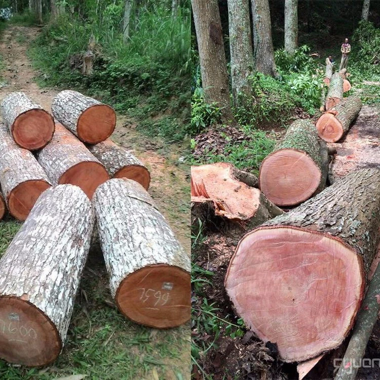 factory price Indonesia Sonokeling/ Indonesia wood