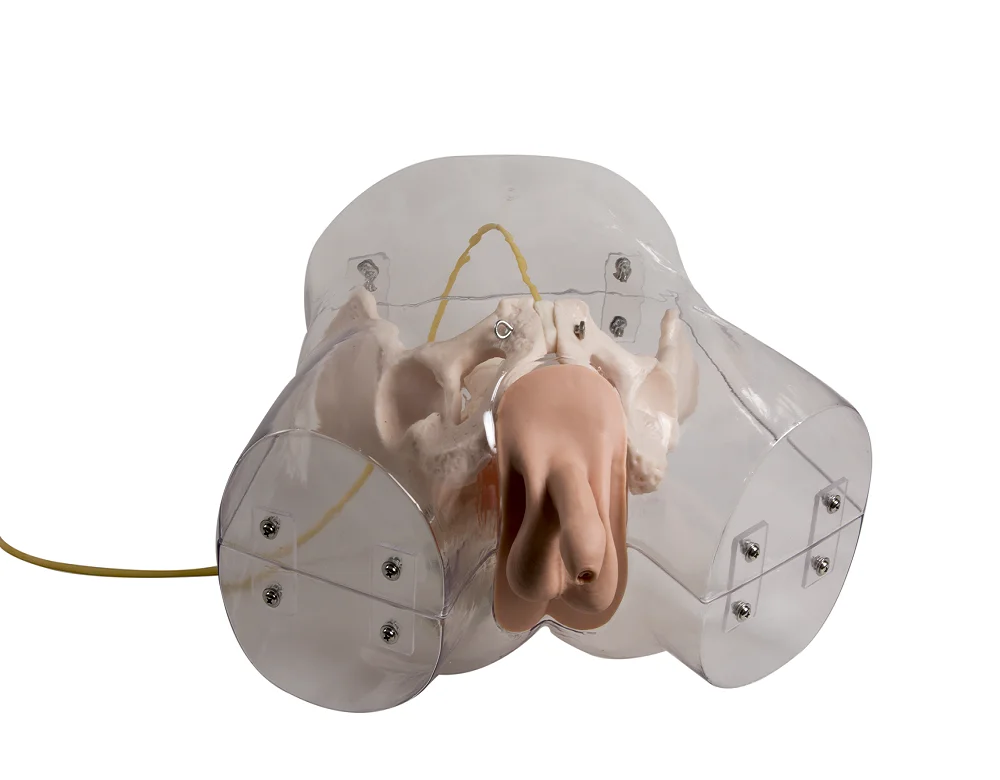 GD/H16E General Doctor Transparent Male Urethral Catheterization Simulator