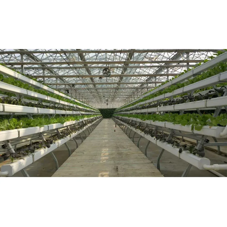 Greenhouse Hydroponic Nft