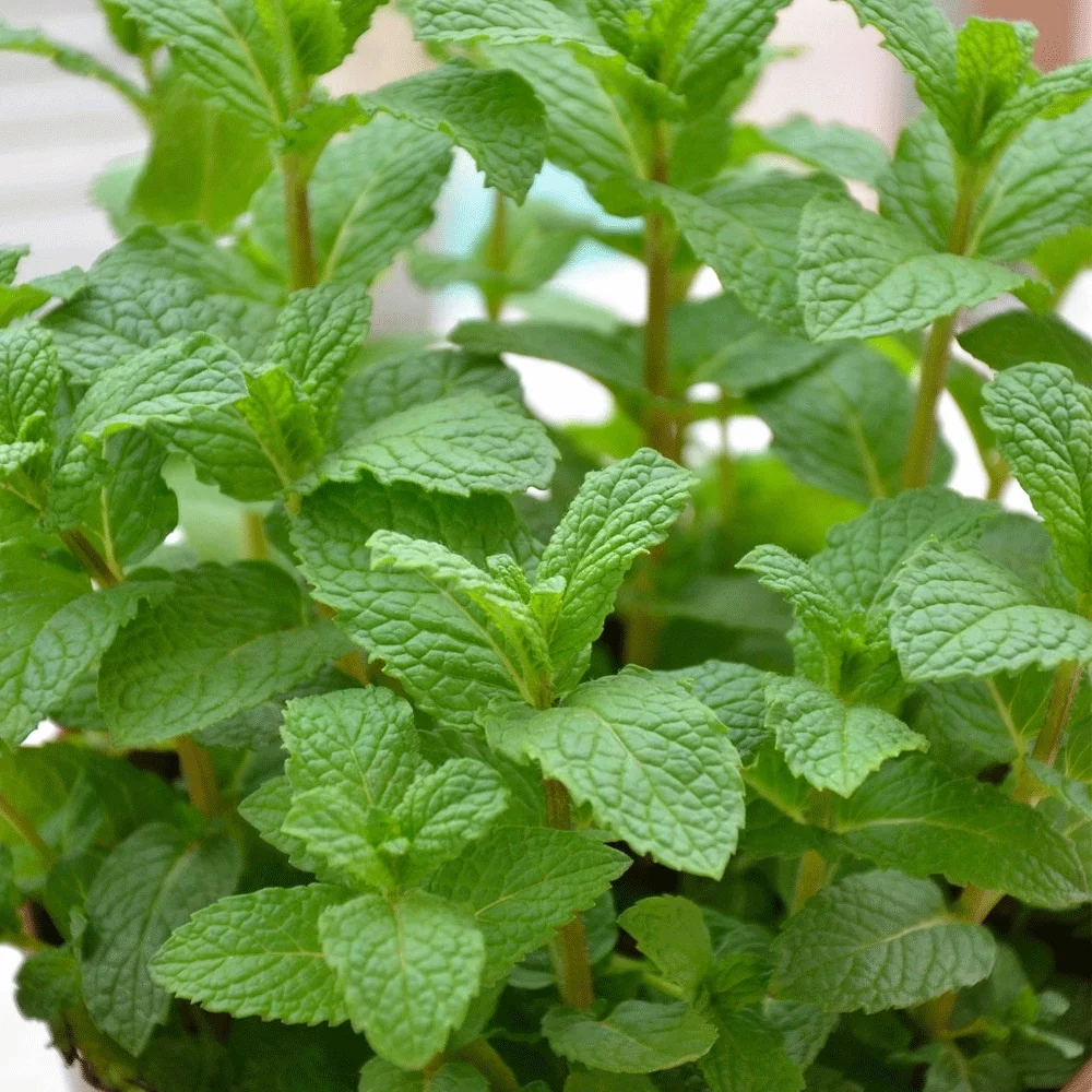 2021 Touchhealthy supply 100% Best Quality Peppermint Candy seeds Spearmint seeds for cultivating
