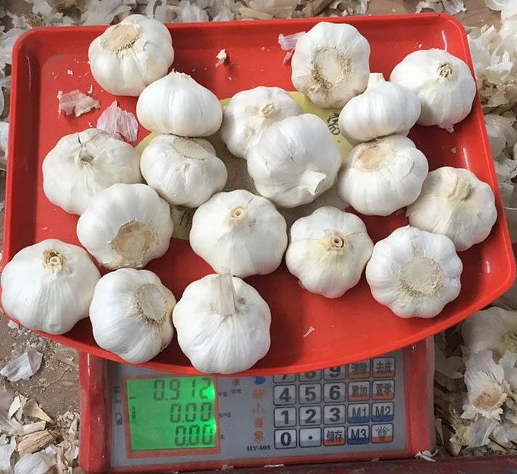 Jixiang Fresh Garlic 10kg Loose packing Carton Size 5.5cm