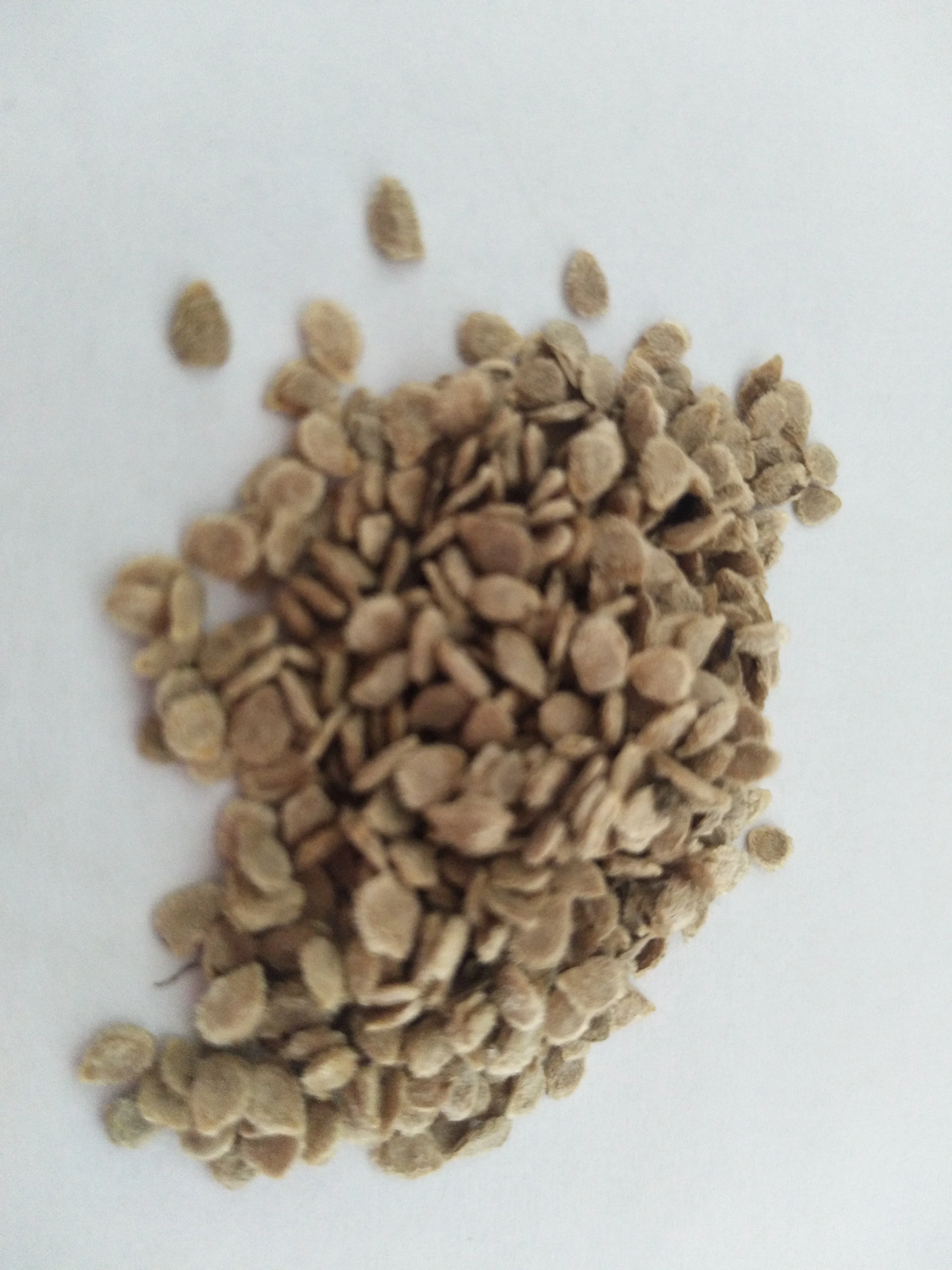 SXTS No.8187 vegetable seed f1 hybrid tomato seeds