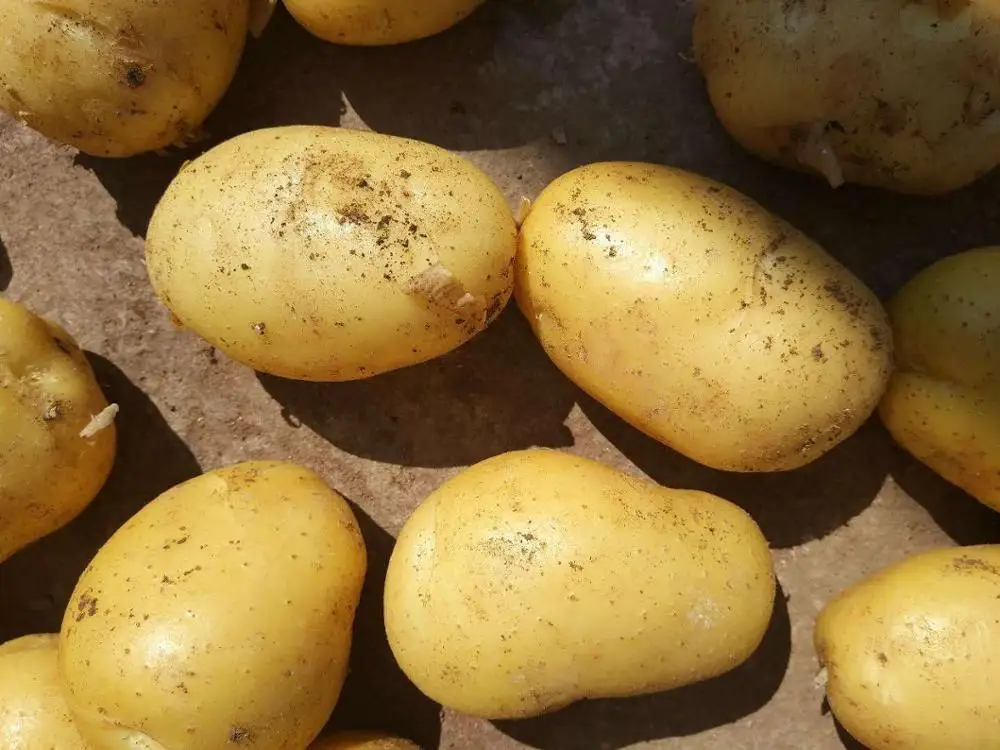 quality Chinese fresh potato vegetables
