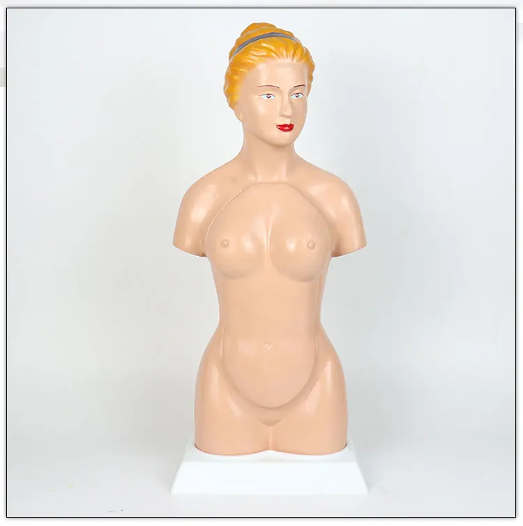 45CM Human female torso models   Human female torso model 14 internal anatomy models