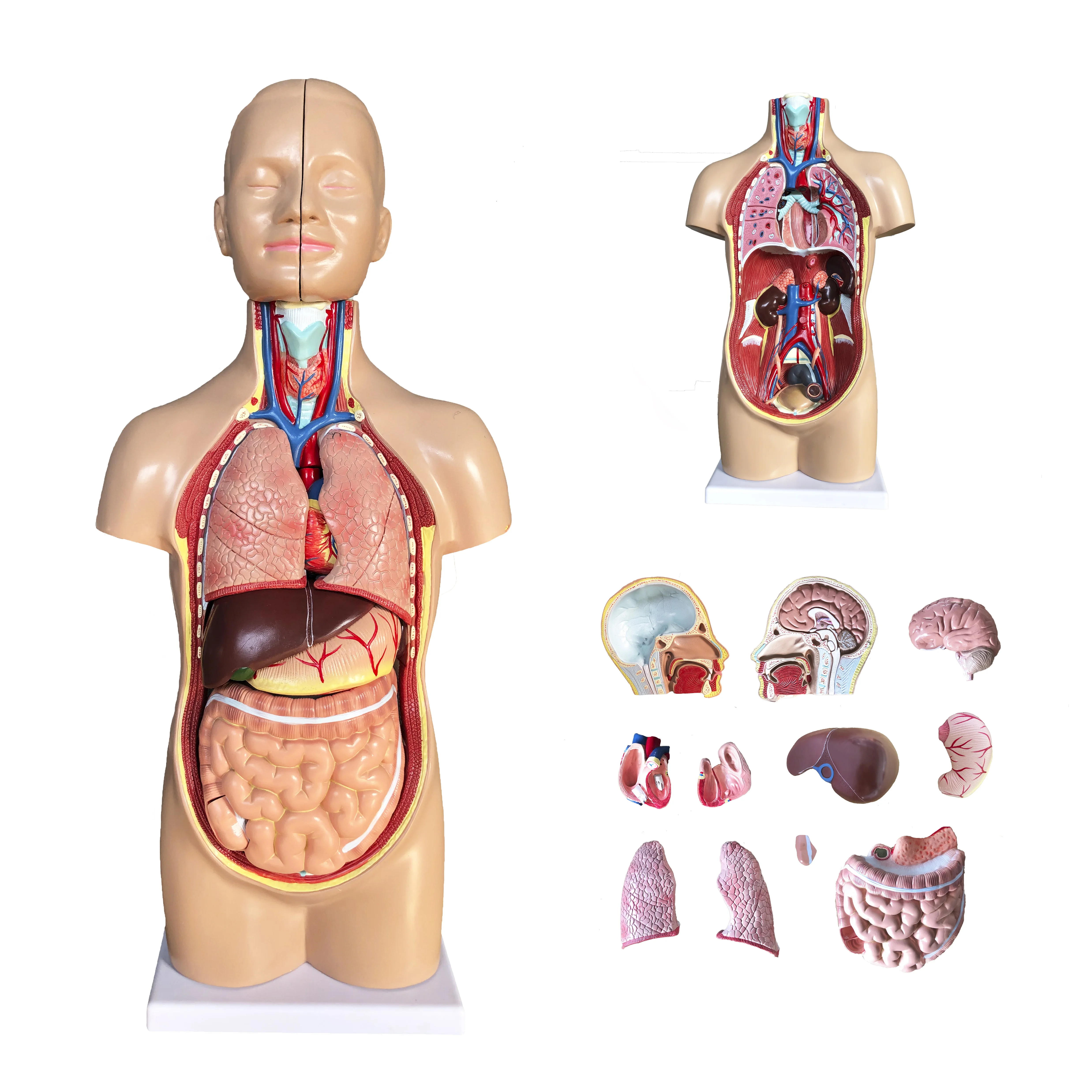 YA/T021 Life Size  42cm Sexless Human Torso 12 Parts