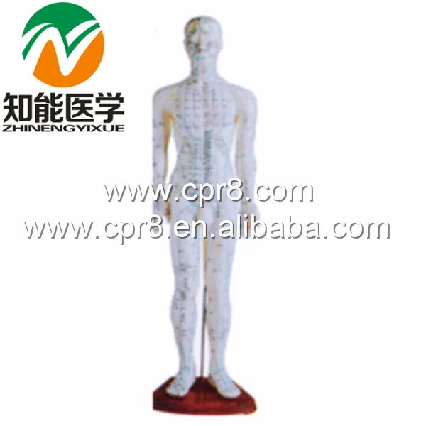 170 cm Standard Needle Point Human Acupuncture Model