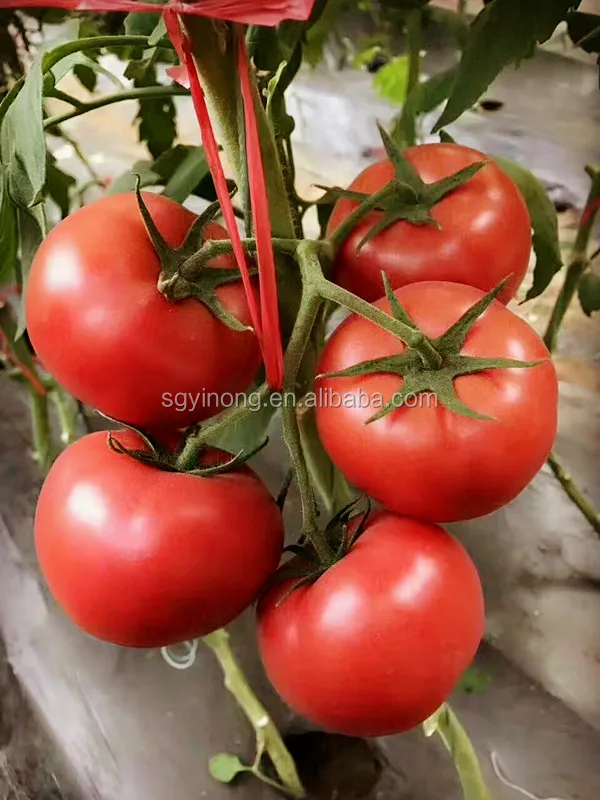Loreal F1 Big red fruit heat resistant hybrid tomato seeds