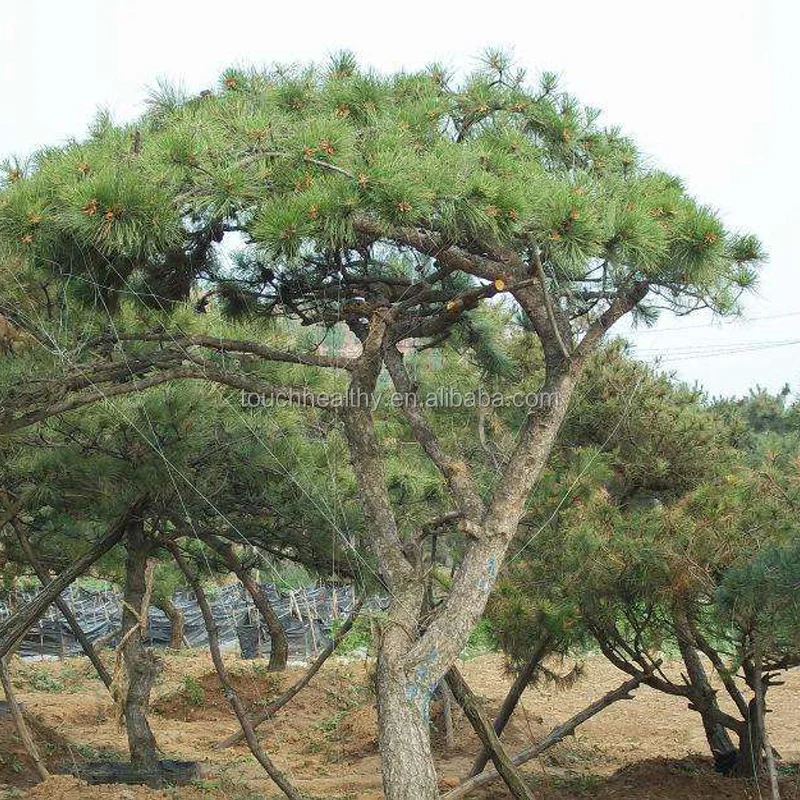 Лидер продаж 2021, семена красной сосны