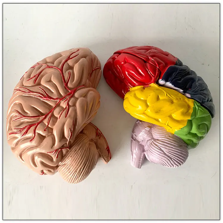 Human Brain model with functional region painted Colored Color brain anatomical model