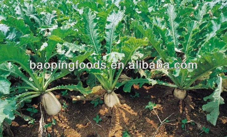 
chinese fresh white turnip for sale 