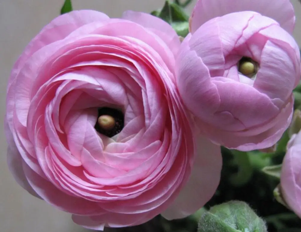 Hua mao gen natural roots Ranunculus asiaticus bulbs for planting