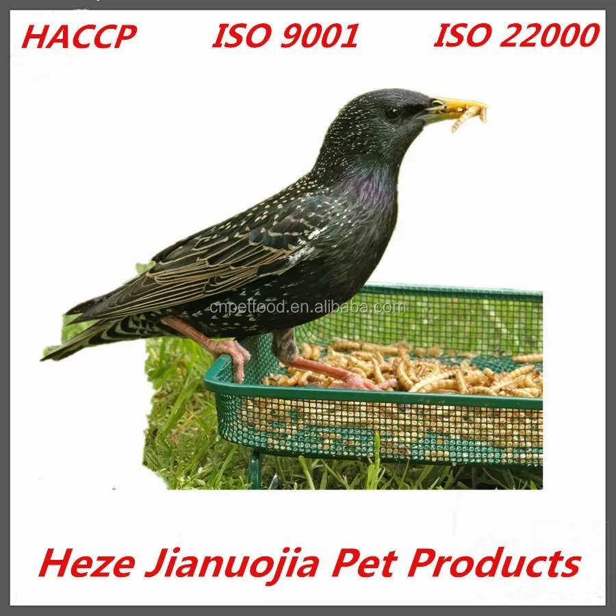 Tenebrio Molitors Mealworms Wholesale Edible Dried Insects