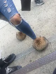 Fluffy Raccoon Fur Slides with Black tips natural brown color Slippers for Fashion Women Summer Travelling