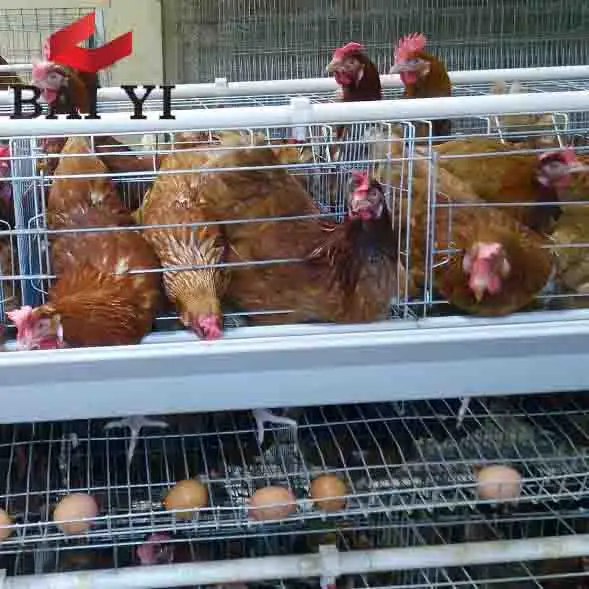 chicken coop for uae chicken farm in malaysia  saudi arabia