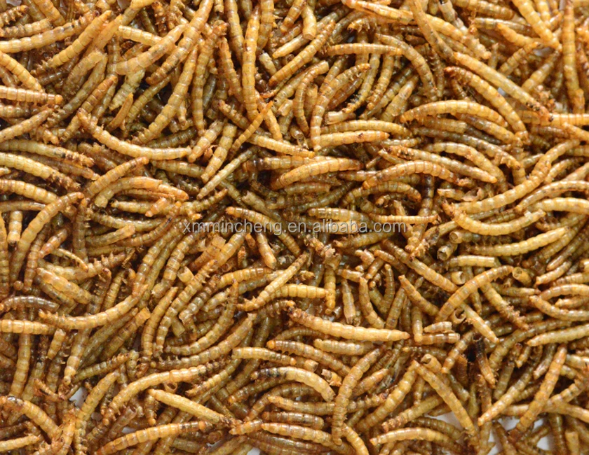 
High nutrient Bird food & fish food dried mealworms 