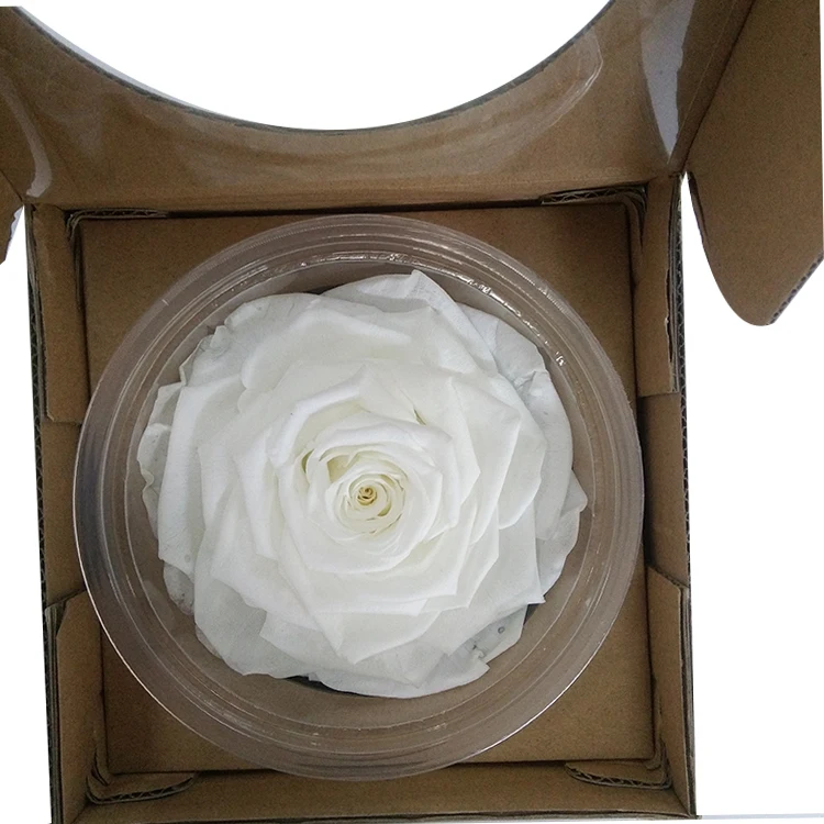 
9-10cm Preserved Rose Head For Ornament Everlasting Flower 