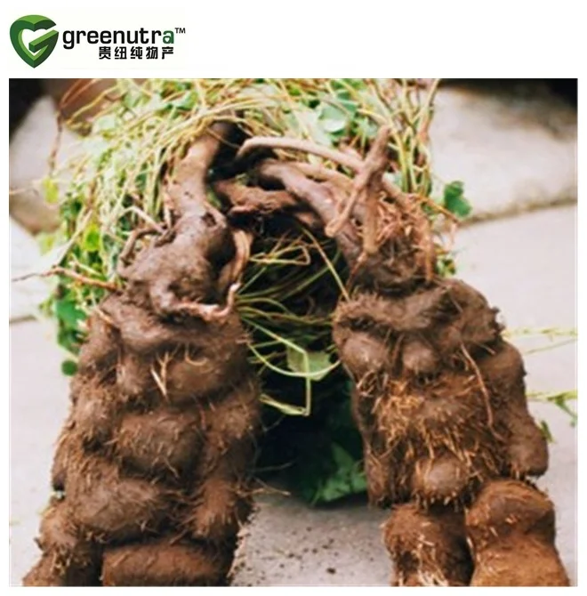 Tuber Fleeceflower Root Extract