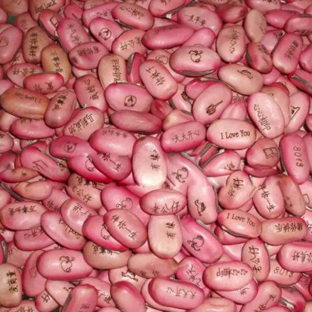 Customized Can Planted Magic Bean