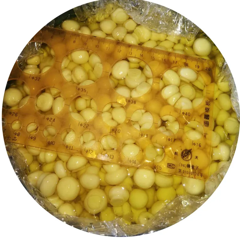 Гриб SO2 в барабане