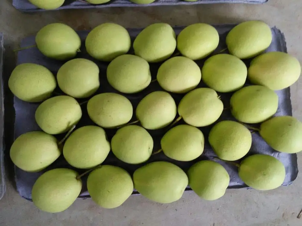 
fresh pear fruit ya pear on sale shandong pear price 