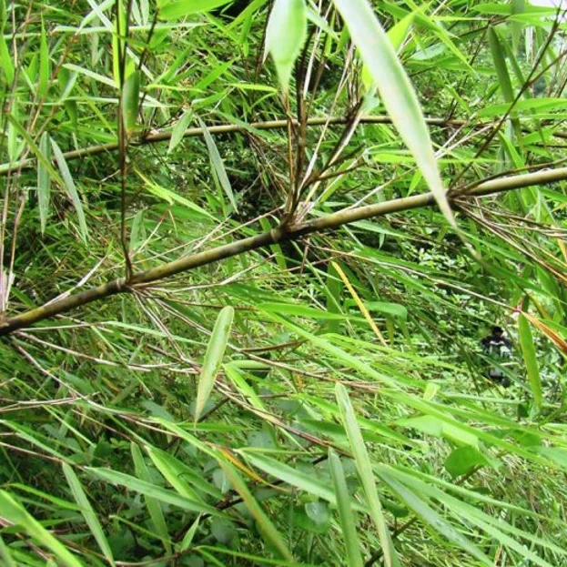 
S108 Jian zhu 200g per bag Free Samples Wholesale Clean Seeds Fargesia Seeds 