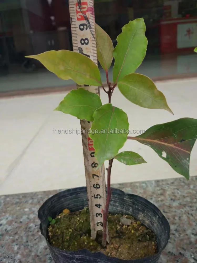 Cinnamomum kanehirae small seedlings