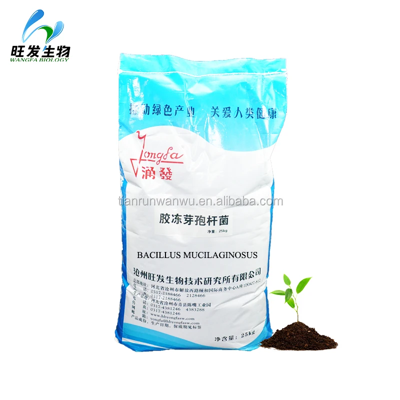 
Bacillus mucilaginosus 