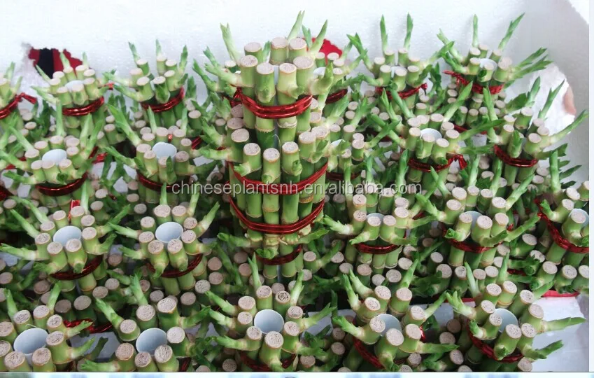 
Tower Lucky Bamboo Dracaena Sanderiana 