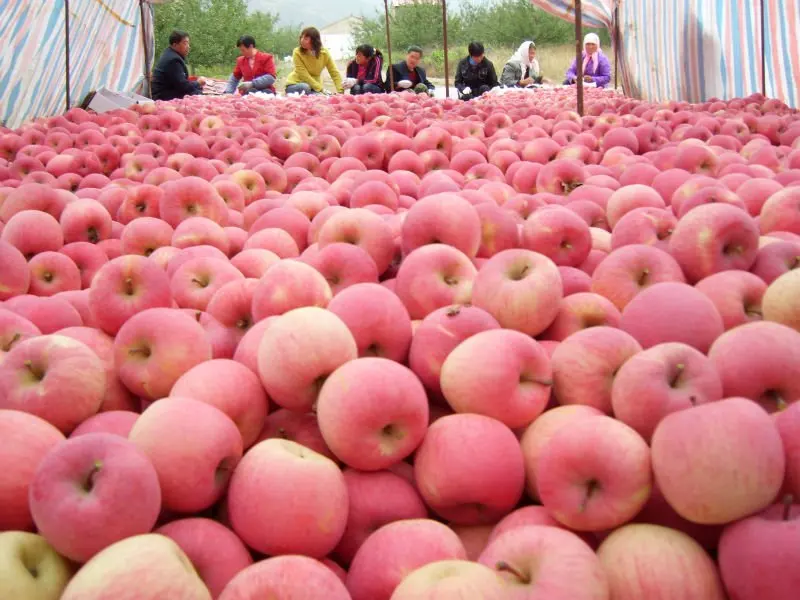 Jingning fuji apple