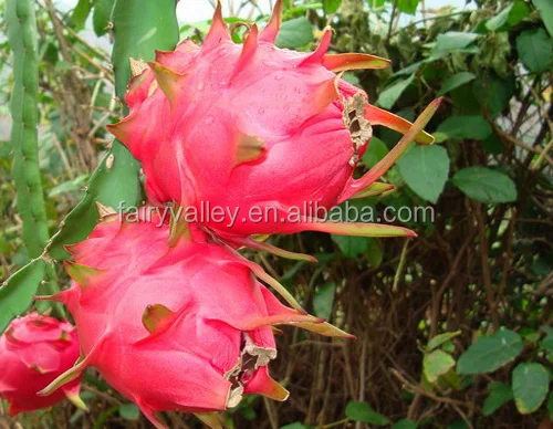 Fruit tree seeds for sale-High Quality High Yield Dragon Fruit Seeds For Growing