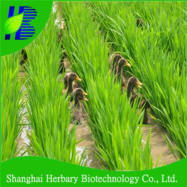 High Budding Rate Hybrid Rice Seed For Cultivating