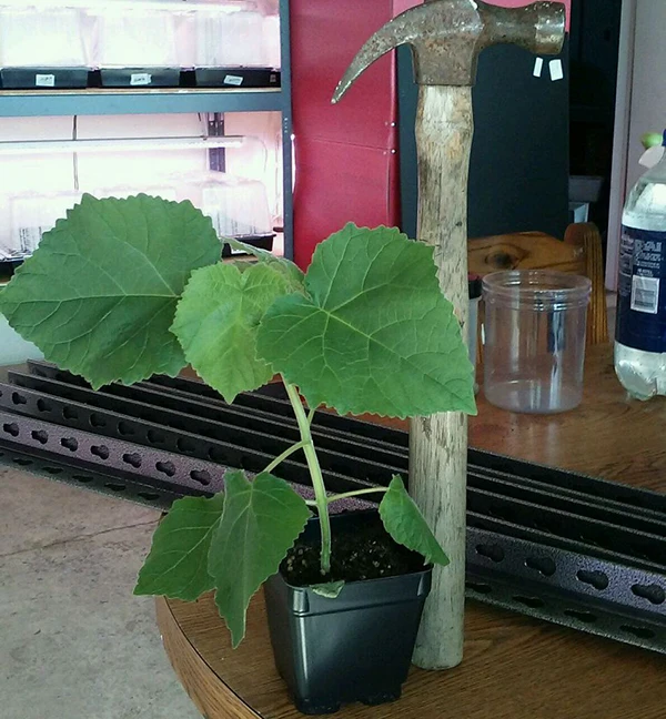 
Super fresh cold resist paulownia elongata stump,paulownia fortunei 