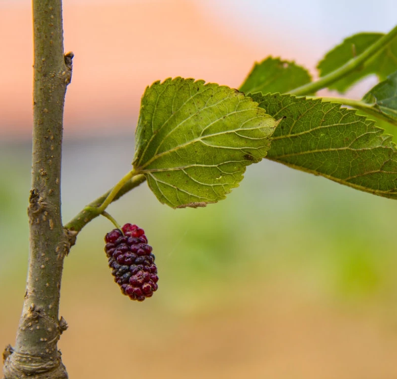 Саженцы Fructus Mori Morus alba L. Саженцы тутового шелкопряда