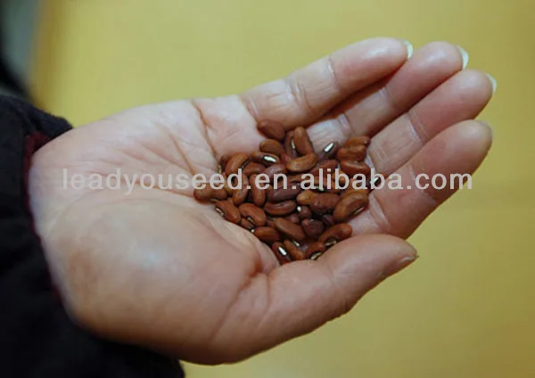 
BE05 Hongzi light green early maturity long bean seeds in agriculture 