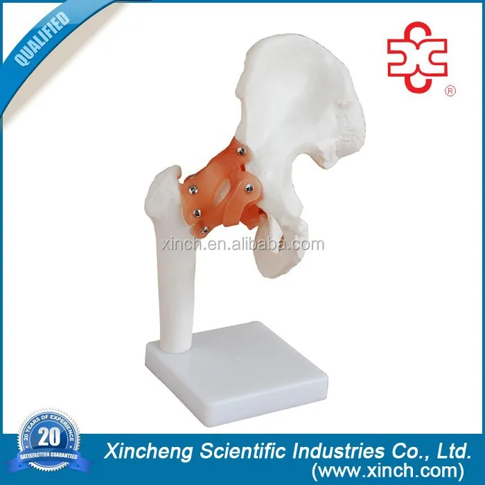 Натуральную величину ) тазобедренного сустава хип протез скелет модель