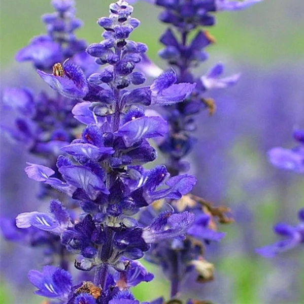 Распродажа семян лаванды с высокой степенью прорастания