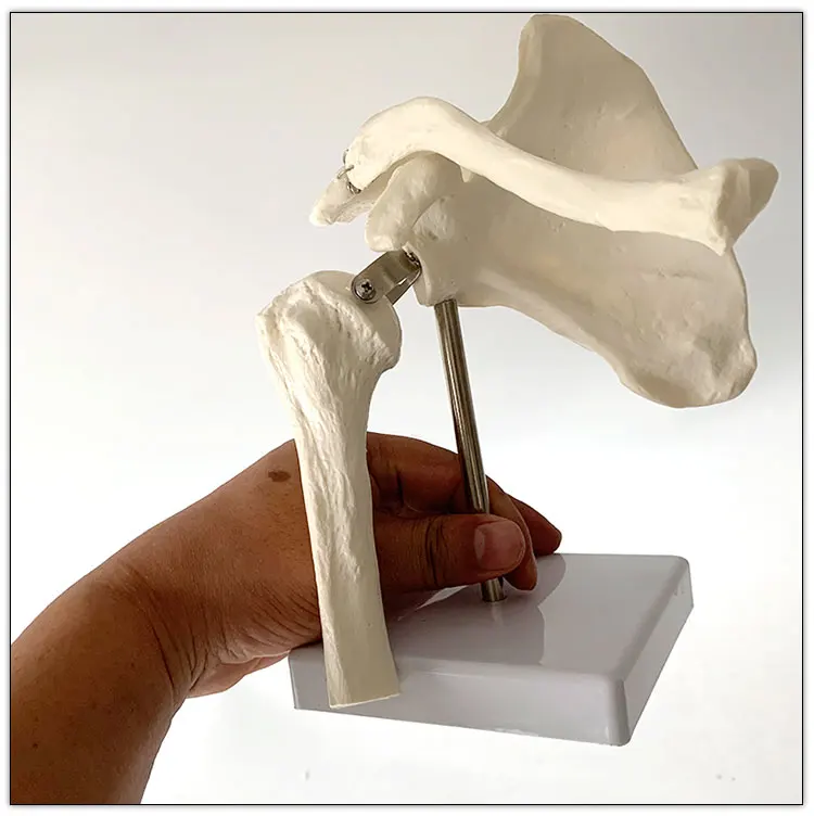 Human skeleton model shoulder joint model scapula medical teaching model