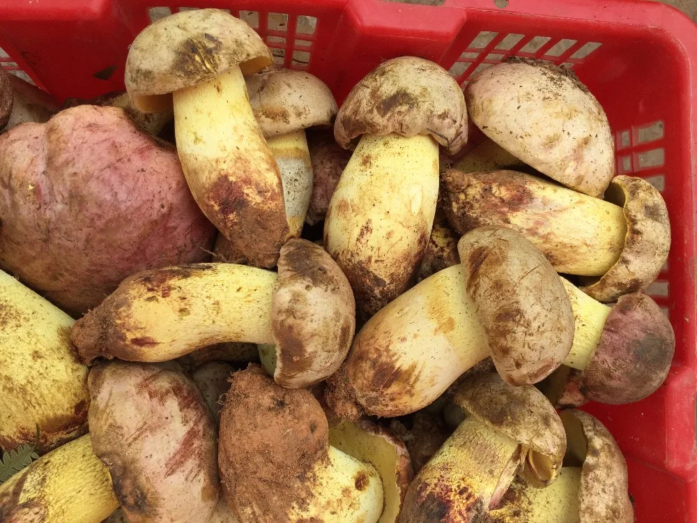 
Detan Wild King Boletus Mushrooms 