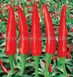 Гибридные F1 семена красного перца Чили для продажи-яркий красный 100