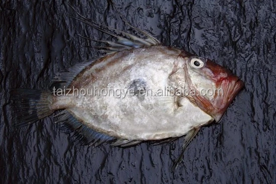 
frozen john dory fillet/HG/HGT 