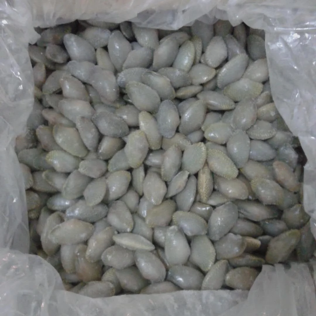 Wholesale Frozen Clams Meat Good Sale Seafood Shell Fish